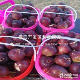 无花果树苗出售、无花果树苗价格多少、无花果树苗新品种