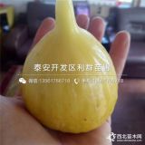 山东无花果树苗、山东无花果树苗出售