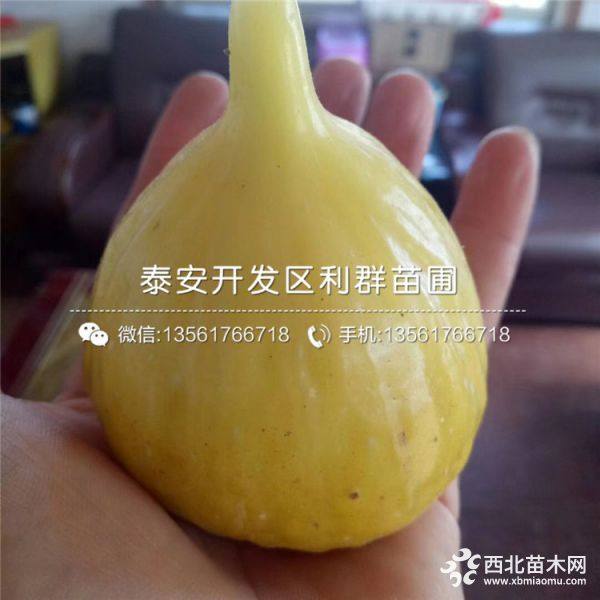 贵州无花果苗、贵州无花果树苗、贵州无花果树苗价格