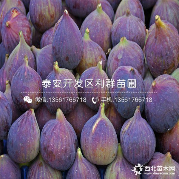 贵州无花果苗、贵州无花果树苗、贵州无花果树苗价格