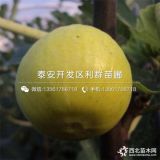 浙江无花果苗、浙江无花果树苗、浙江无花果树苗价格多少