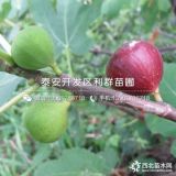 豐產(chǎn)黃無花果苗、豐產(chǎn)黃無花果樹苗價(jià)格多少