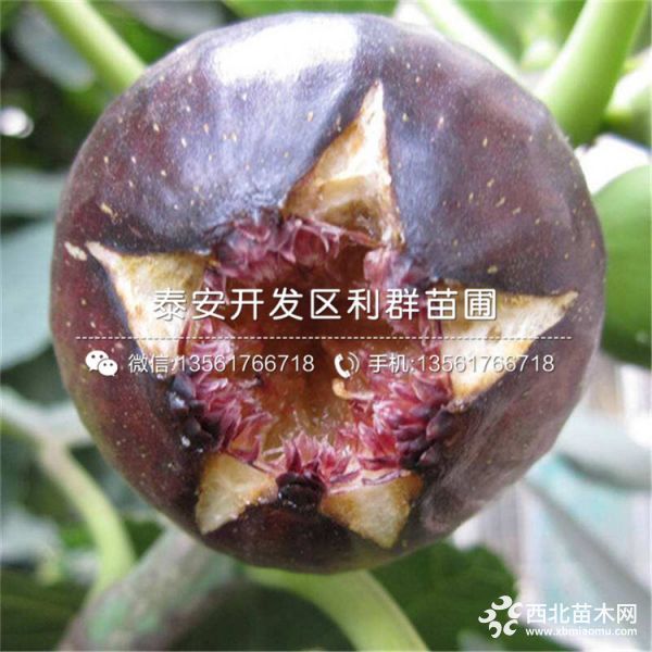 芭劳奈无花果苗、新品种芭劳奈无花果苗、芭劳奈无花果苗价格