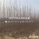 煙富8號(hào)蘋果苗、新品種煙富8號(hào)蘋果苗、煙富8號(hào)蘋果苗價(jià)格