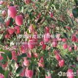 短枝紅富士蘋(píng)果苗、短枝紅富士蘋(píng)果樹(shù)苗、短枝紅富士蘋(píng)果樹(shù)苗價(jià)格