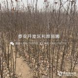 贵州苹果苗、贵州苹果树苗、贵州红富士苹果树苗价格多少