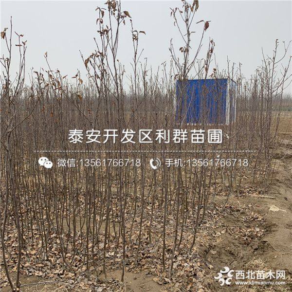 秦脆苹果苗、秦脆苹果苗新品种、秦脆苹果苗多少钱一棵