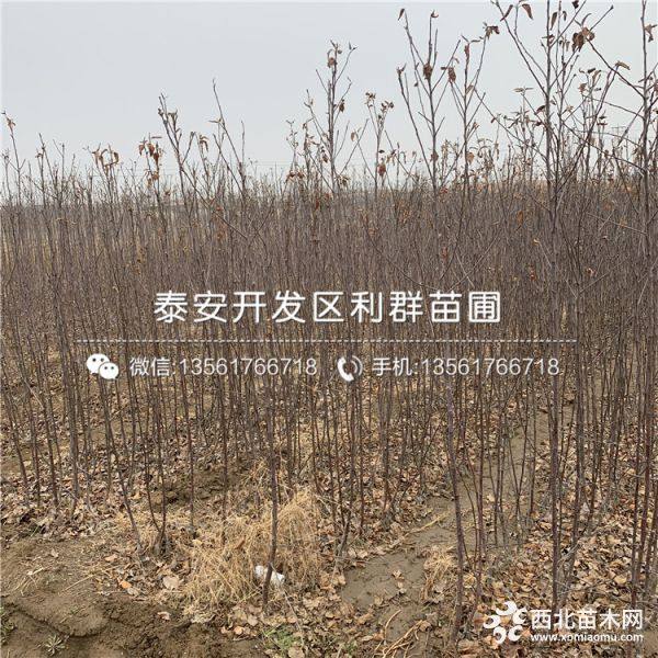 秦脆苹果苗、秦脆苹果苗新品种、秦脆苹果苗多少钱一棵