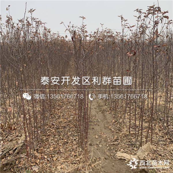 秦脆苹果苗、秦脆苹果苗新品种、秦脆苹果苗多少钱一棵