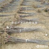 秦脆苹果树苗、新品种秦脆苹果树苗、秦脆苹果树苗价格