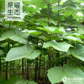 供應泡桐價格/圖片_紫花泡桐產(chǎn)地_江蘇景曜生態(tài)苗圃基地