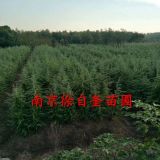 南京1米，2米雪松價格報價簡介，量大急售，春季雪松發(fā)布