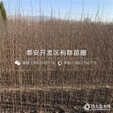 大红袍花椒树苗、大红袍花椒树苗基地