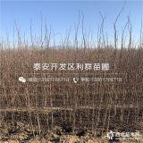 贵州花椒苗、贵州花椒树苗、贵州大红袍花椒树苗价格