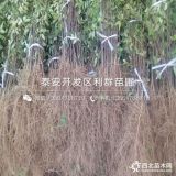 红花椒树苗、红花椒树苗价格多少、红花椒树苗基地