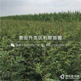 泰安大红袍花椒苗、泰安大红袍花椒树苗价格多少