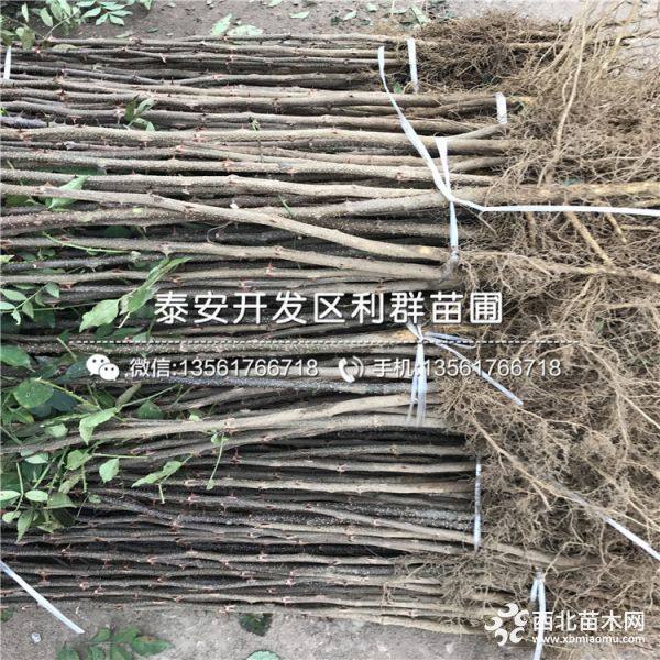 花椒树苗出售、花椒树苗基地、花椒树苗多少钱一棵