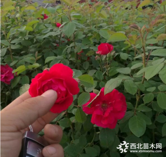 無刺薔薇