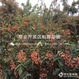 云南花椒芽苗、云南大紅袍花椒芽苗、云南九葉青花椒芽苗價格