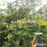 花椒树苗、花椒树苗批发