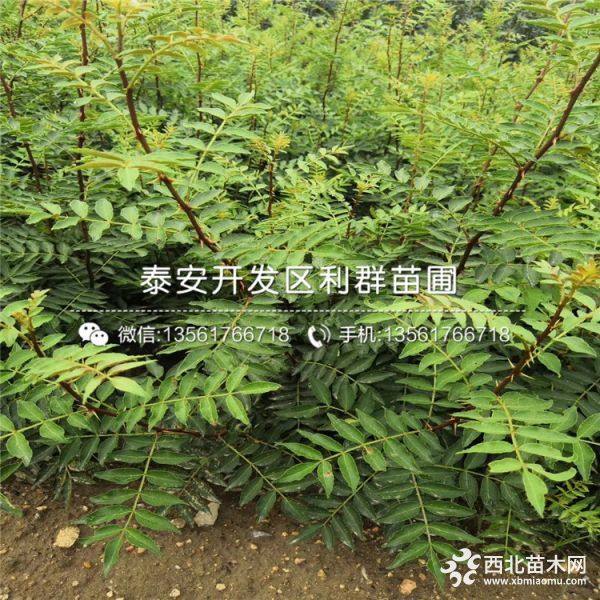 大红袍花椒苗、大红袍花椒苗价格、大红袍花椒苗批发