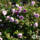 江蘇法國(guó)薔薇貨源