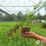 中国花卉产地直销-扶芳藤原产地_价格公道