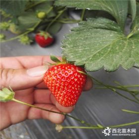 草莓苗品种 甜查理草莓苗哪里好 草莓苗种植技术