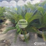 基地供應(yīng)高度1.5米蘇鐵叢生多頭移植苗