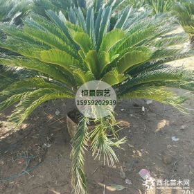 批发高度2米精品苏铁树苗价格1780元