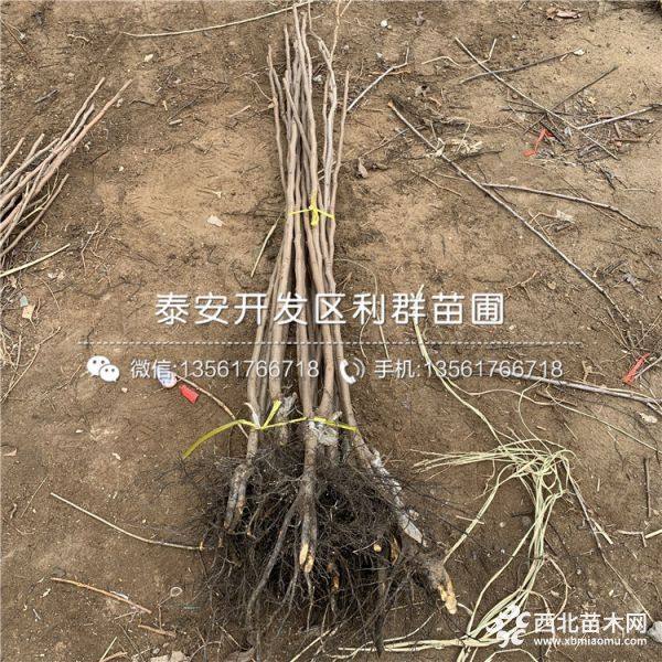 柿子树苗、柿子树苗出售、柿子树苗基地