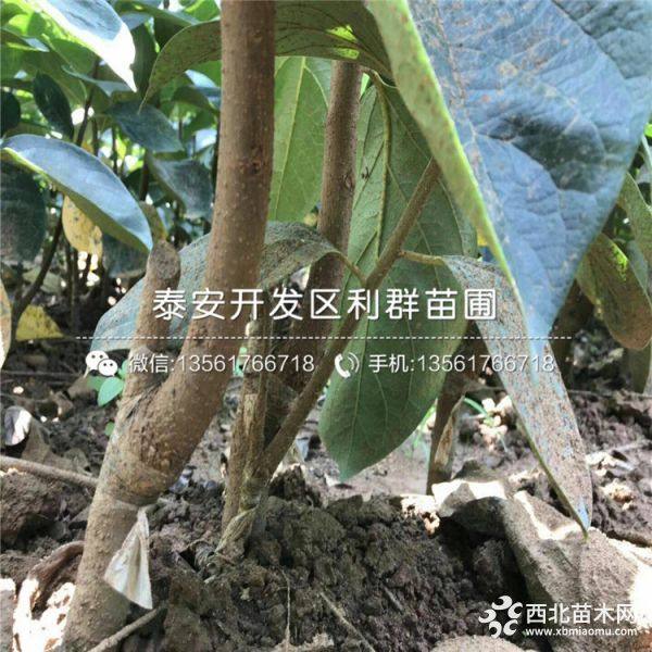 出售柿子苗、出售柿子苗價格多少、出售柿子苗基地