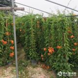 炮仗花價格 基地炮仗花多少錢一棵