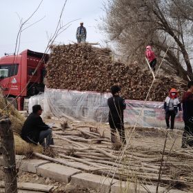 甘肃的白榆基地----甘肃源锦苗木