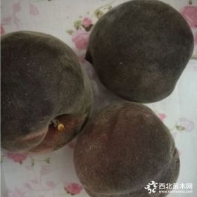 桃树苗新品种黑桃树苗价格