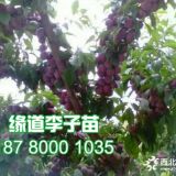 脆紅李苗多少錢(qián)一顆、2019脆紅李苗批發(fā)基地