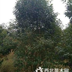 南京丛生大叶女贞价格-丛杆女贞价格-3杆以上女贞价格