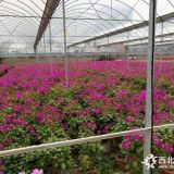 福建漳州三角梅基地 三角梅小苗價格 紅花三角梅供應