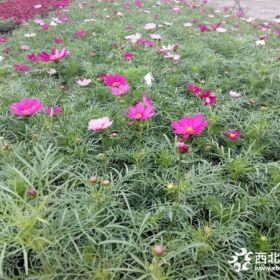 波斯菊价格 波斯菊大量批发