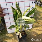 福建批發(fā)精品花葉良姜高度45公分價格2.2元