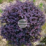 高度80公分-2.5米紅花繼木球2019年全新報價表