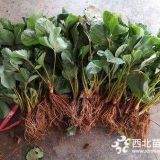 2019种什么草莓苗品种好，河南种草莓可以吗，我想买草莓苗？