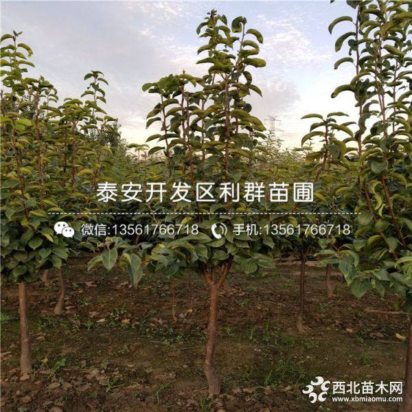 山东梨树苗 山东梨树苗价格多少 山东梨树苗基地