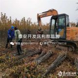 湖南梨树苗、湖南梨树苗价格、湖南梨树苗基地