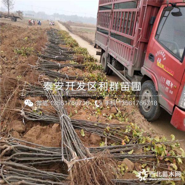 翠玉梨树苗、翠玉梨树苗价格多少、翠玉梨树苗基地