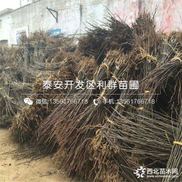 山东玉露香梨树苗、玉露香梨树苗价格、玉露香梨树苗基地