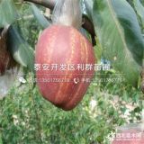 早紅考密斯梨樹苗 早紅考密斯梨樹苗價(jià)格