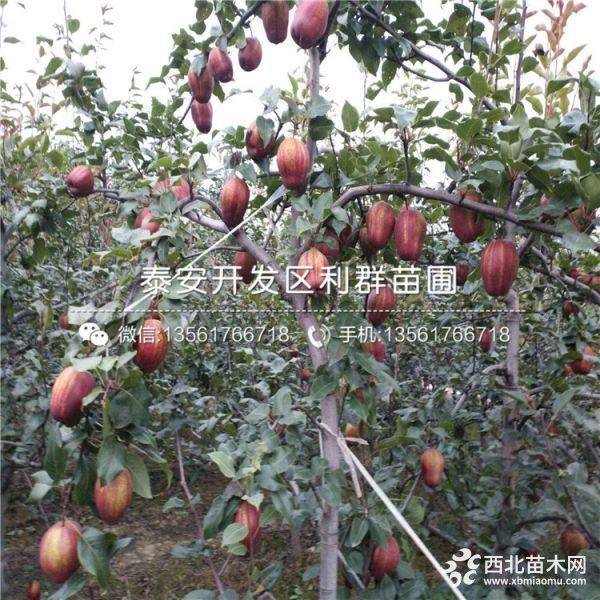 早紅考密斯梨樹苗 早紅考密斯梨樹苗價(jià)格