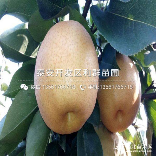 3公分梨樹苗 4公分梨樹苗 5公分梨樹苗價(jià)格