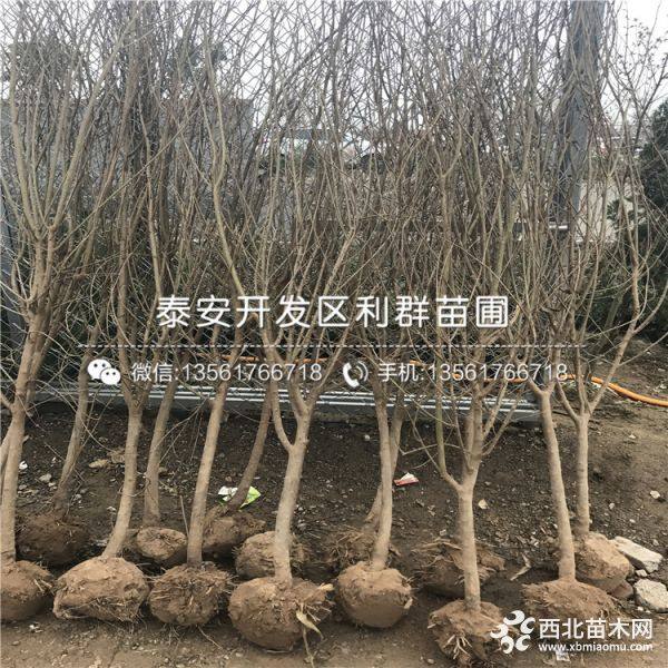 出售石榴树苗 石榴树苗价格多少 石榴树苗基地